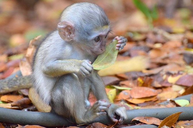 Day Tour Including Harrisons Cave St. Nicholas Lunch and Monkeys - Group Size and Accessibility