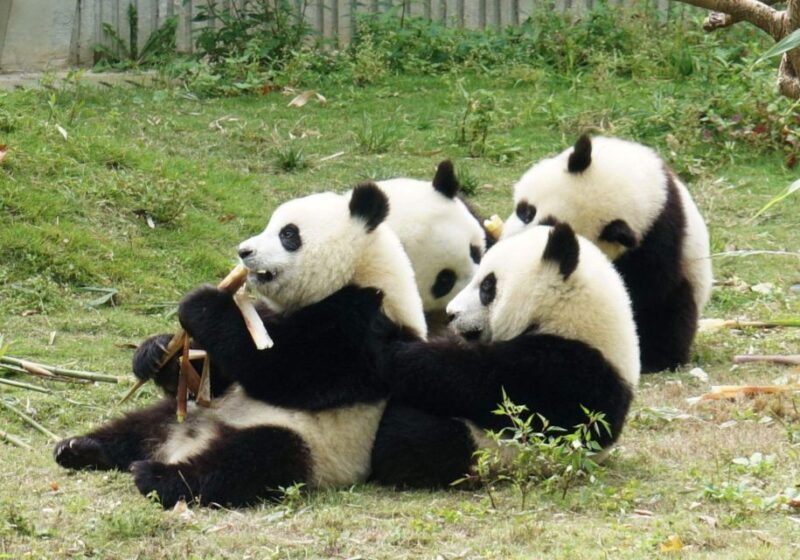 Day Tour Leshan Buddha Option Panda Tour - Key Points