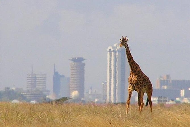 Day Tour Nairobi National Park - Exploring the Animal Orphanage