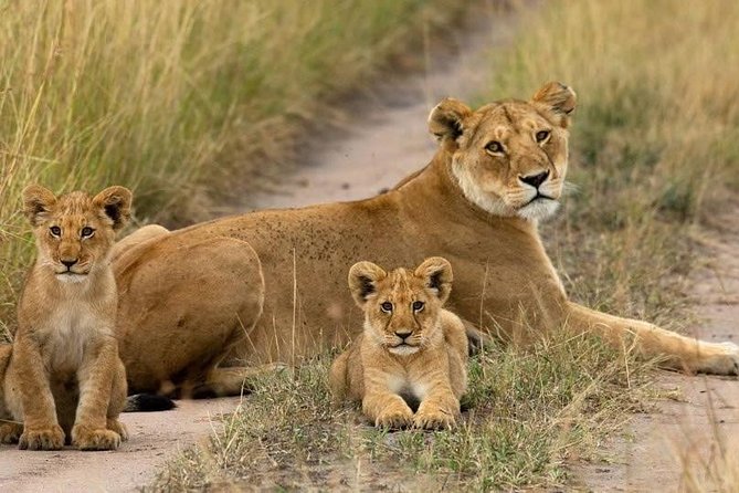 Day Tour Nairobi National Park - Intimate Small-Group Experience