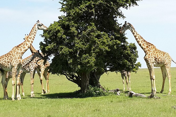 Day Tour Nairobi National Park - Accessibility and Requirements