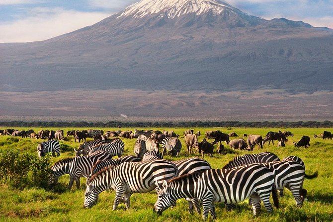Day Tour Nairobi National Park - Positive Reviews and Ratings