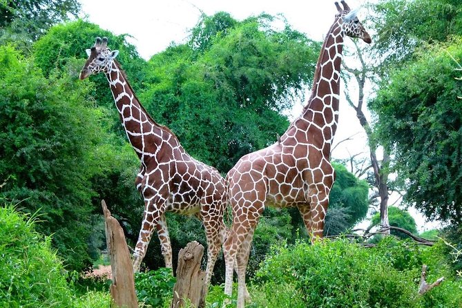 Day Tour Nairobi National Park - Itinerary Highlights