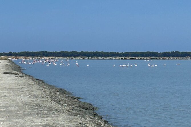 Day Tour of Apollonia Park, Vlore and Narta From Tirana&Durres - Inclusions and Duration