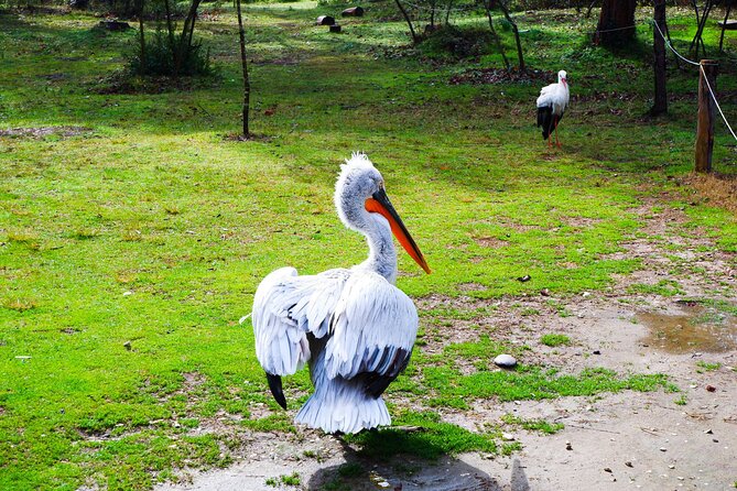 Day Tour of Berat and Karavasta Lagoon From Tirana&Durres - Exploring Berat