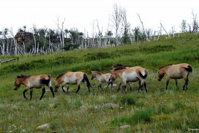 Day Tour of Hustai National Park - Birdwatching and Hiking Opportunities