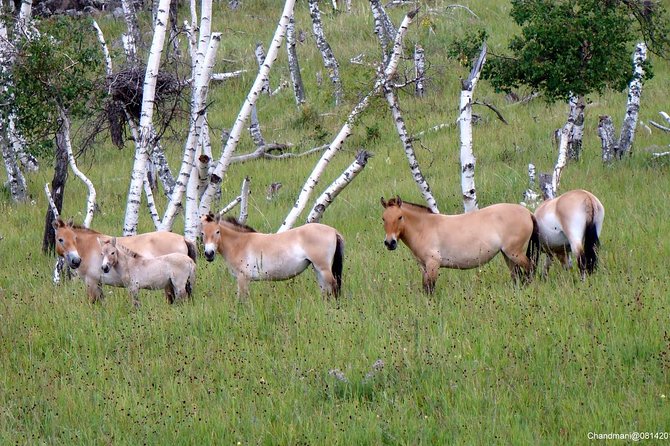 Day Tour of Hustai National Park - Lunch With Nomadic Horseman