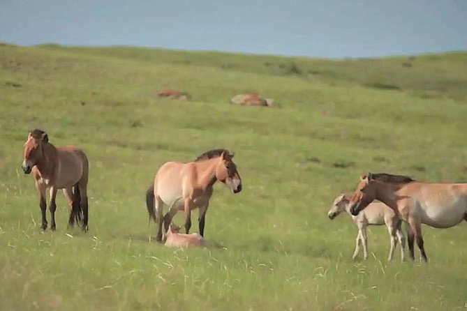 Day Tour of Hustai National Park - Flexible Booking and Cancellation