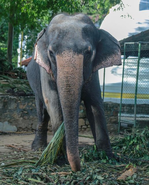 Day Tour of Kandy by Tuktuk With Free Lunch and Entry - Key Points