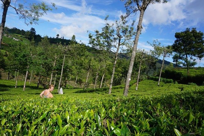 Day Tour of Nuwara Eliya - Visiting Glenloch Tea Factory