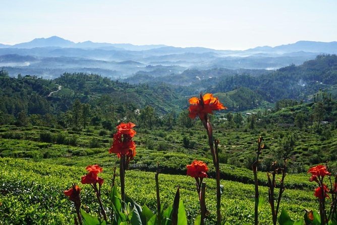 Day Tour of Nuwara Eliya - Lunch and Dining Options