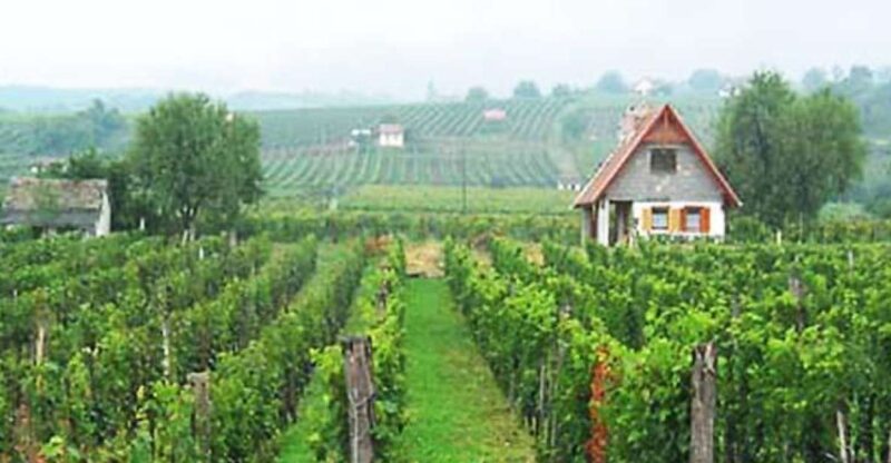 Day Tour of Pécs and Siklós With Villány Wine Tasting - Pécs Exploration