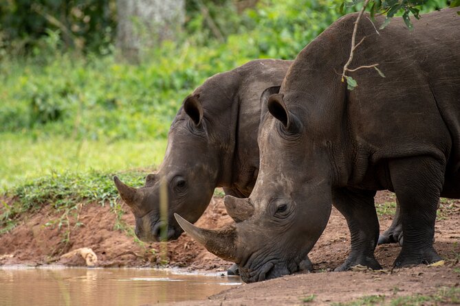 Day Tour Of Ziwa Rhino Sanctuary and Wildlife Ranch - ZIWA RHINO TREKKING - Inclusions