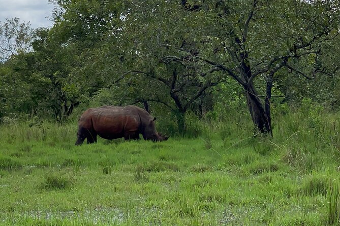 Day Tour Of Ziwa Rhino Sanctuary and Wildlife Ranch - ZIWA RHINO TREKKING - Customer Feedback