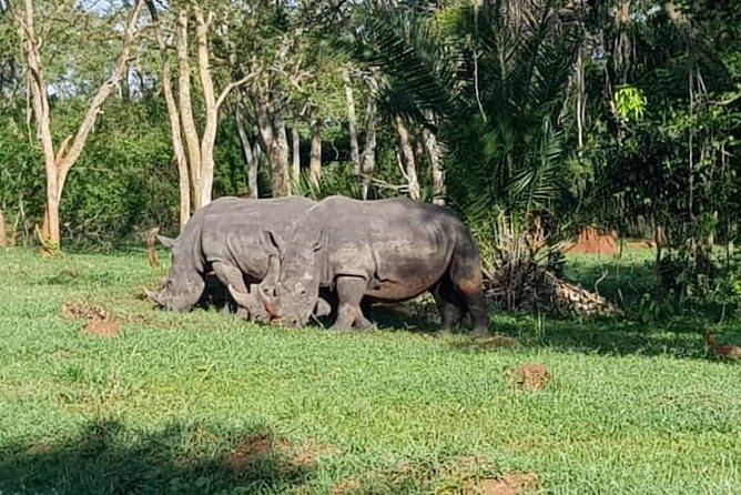 Day Tour Of Ziwa Rhino Sanctuary and Wildlife Ranch - ZIWA RHINO TREKKING - Confirmation and Booking