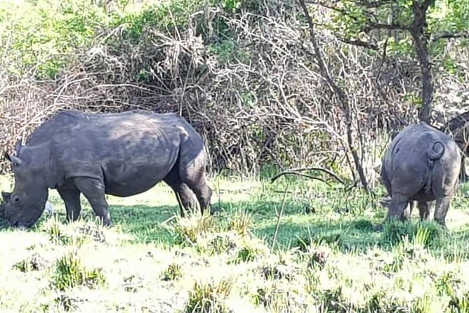 Day Tour Of Ziwa Rhino Sanctuary and Wildlife Ranch - ZIWA RHINO TREKKING - Transportation Accessibility