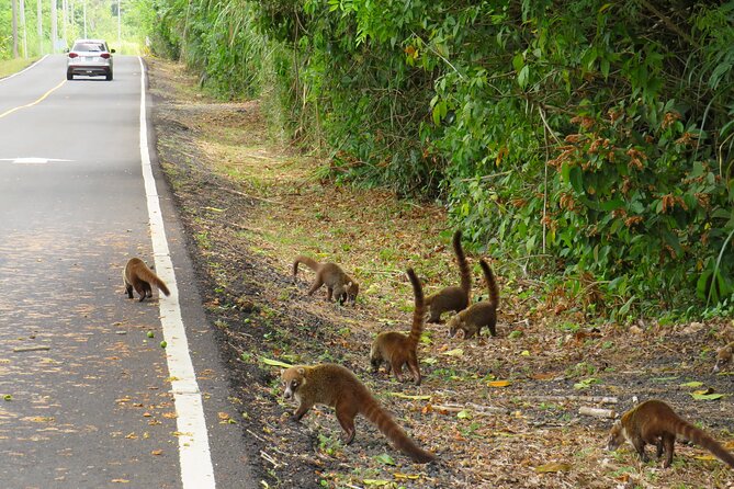 Day Tour: Rainforest, San Lorenzo Fort and The Panama Canal - Exploring Scenic Lookout Points