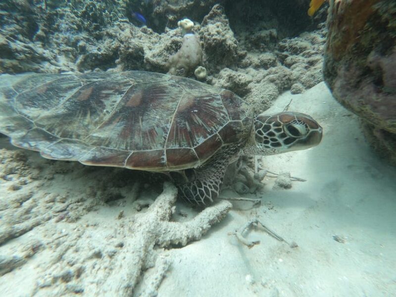 Day Tour Snorkeling Trip Gili Layar/Gili Gede&Gili Rengit - Key Points