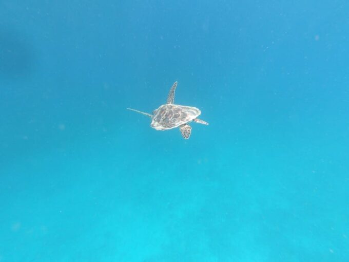 Day Tour Snorkeling Trip Gili Layar/Gili Gede&Gili Rengit - Customer Ratings and Reviews