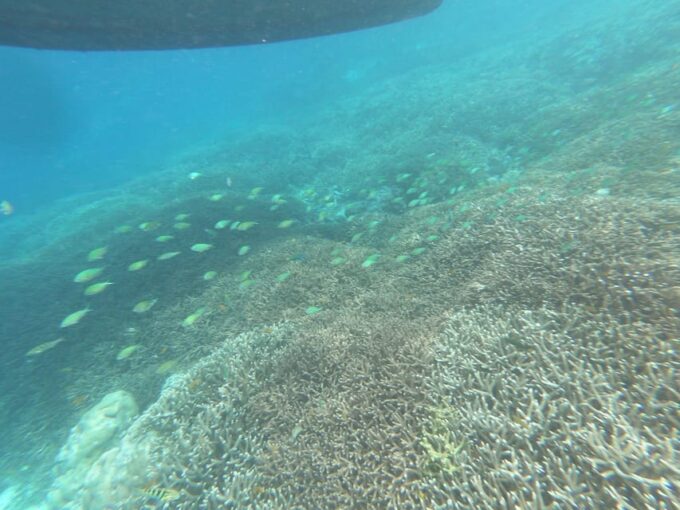 Day Tour Snorkeling Trip Gili Layar/Gili Gede&Gili Rengit - Frequently Asked Questions