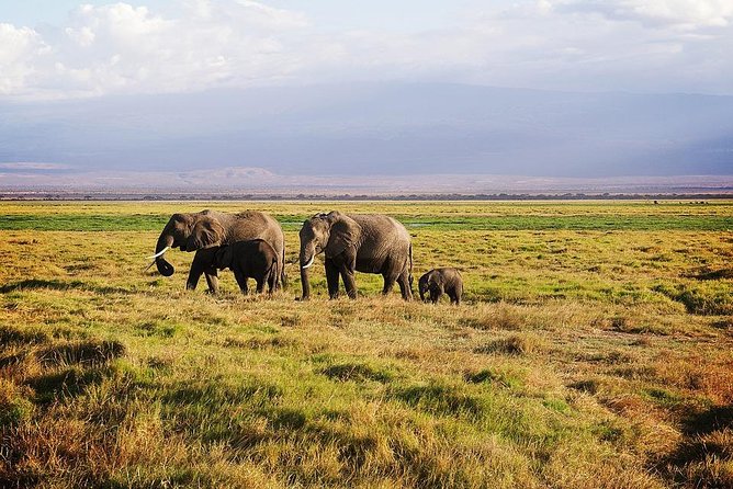 Day Tour To Amboseli National Park - Tour Details