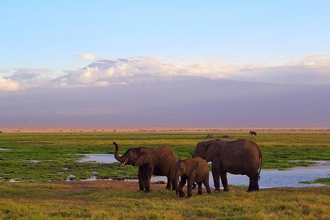 Day Tour To Amboseli National Park - Pickup Information
