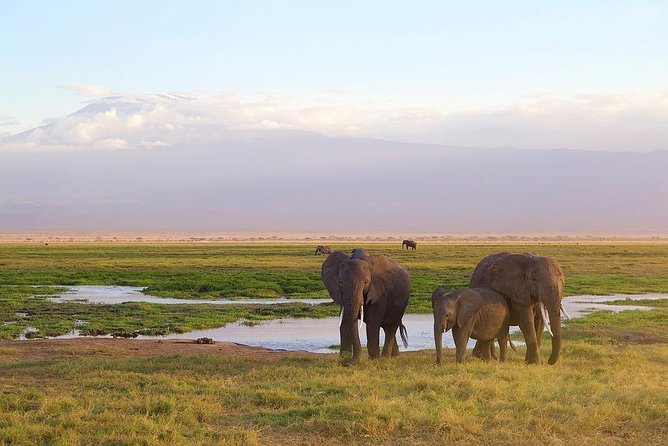 Day Tour To Amboseli National Park - Wildlife Encounter
