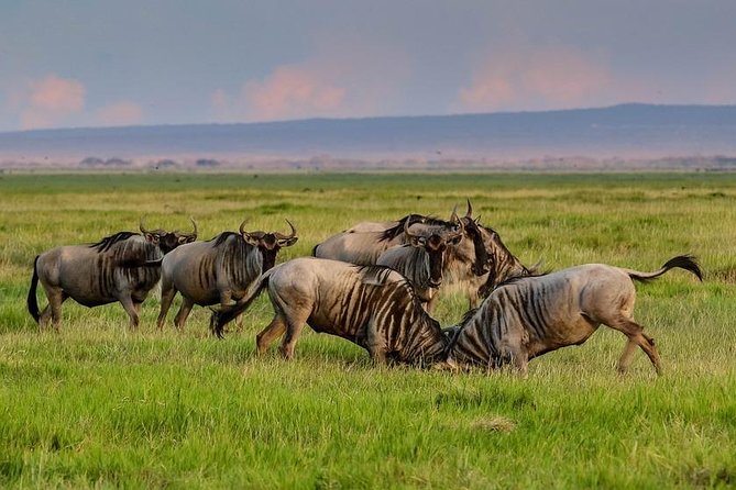Day Tour To Amboseli National Park - Lunch at OLTUKA LODGE