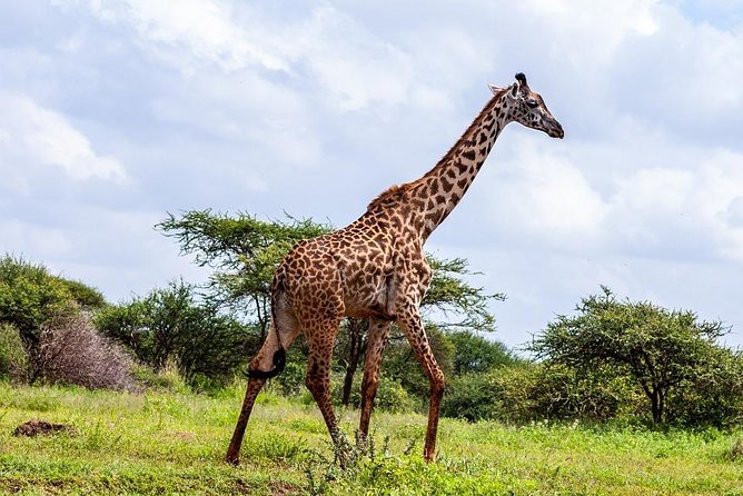 Day Tour To Amboseli National Park - Guided Safari Experience