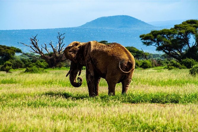 Day Tour To Amboseli National Park - Traveler Feedback