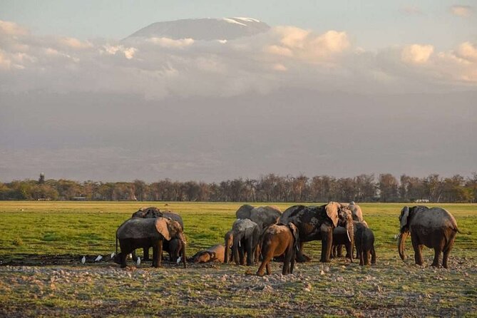 Day Tour to Amboseli National Park - Inclusions