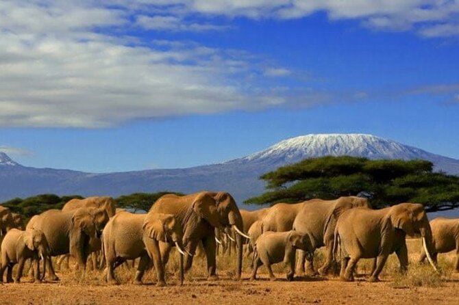 Day Tour to Amboseli National Park - Meeting and Pickup