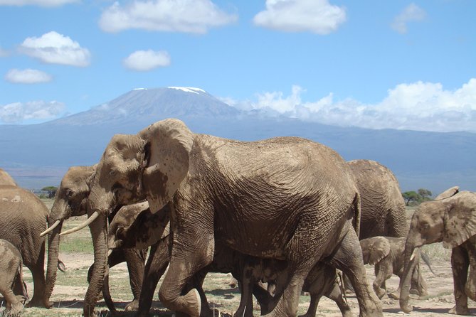 Day Tour to Amboseli National Park - Key Points
