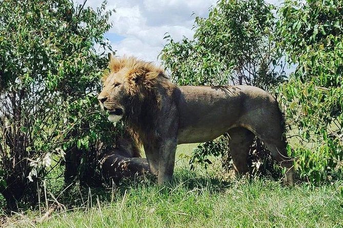 Day Tour to Amboseli National Park - Positive Reviews