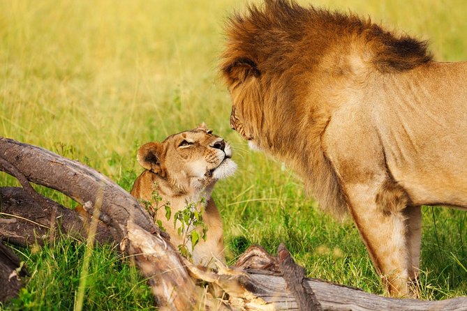 Day Tour to Amboseli National Park and Masai Village Tour - Tour Participation