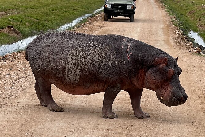 Day Tour to Amboseli National Park and Masai Village Tour - Review Summary