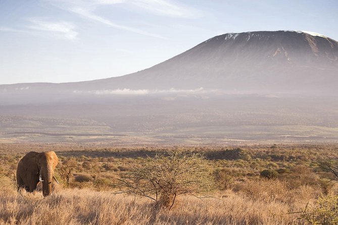 Day Tour to Amboseli National Park and Masai Village Tour - Highlights of the Tour