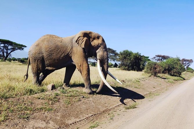 Day Tour to Amboseli National Park - Lunch Experience