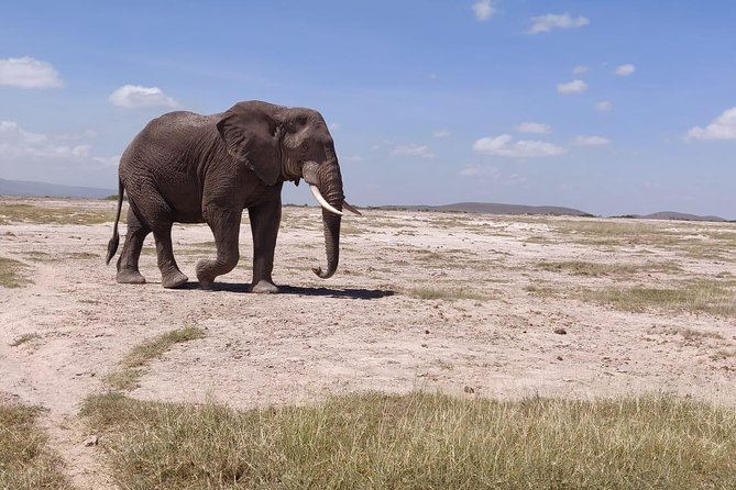 Day Tour to Amboseli National Park - Mount Kilimanjaro Backdrop
