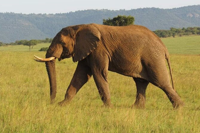 Day Tour to Amboseli National Park From Nairobi - Key Points