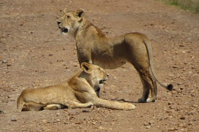 Day Tour to Amboseli National Park From Nairobi - Pickup Information