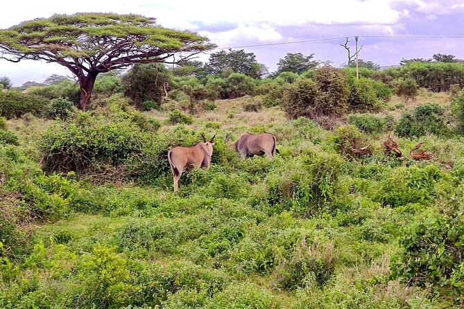 Day Tour to Amboseli National Park From Nairobi - Tour Details