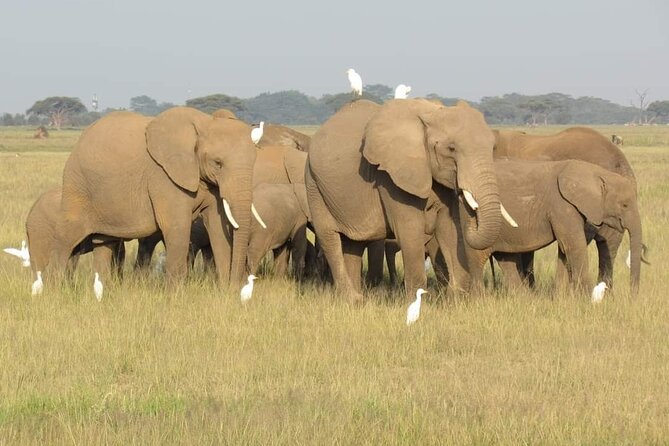 Day Tour to Amboseli National Park From Nairobi - Booking Information