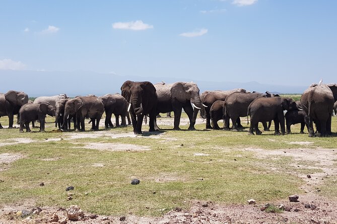 Day Tour to Amboseli National Park From Nairobi - Key Points