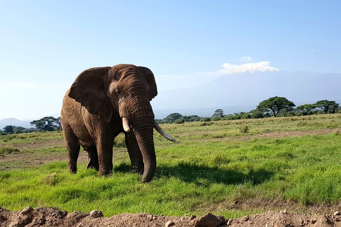 Day Tour to Amboseli National Park From Nairobi - Meeting Points and Pickup
