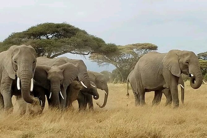 Day Tour to Amboseli National Park From Nairobi - Accessibility Features