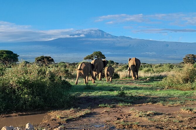 Day Tour To Amboseli National Park From Nairobi - Inclusions
