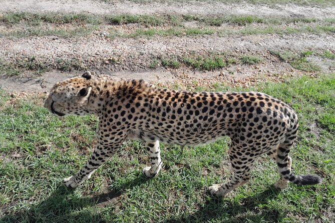 Day Tour To Amboseli National Park From Nairobi - Transportation Details