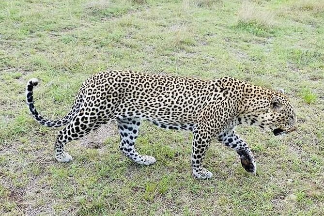 Day Tour To Amboseli National Park From Nairobi - Pickup Information