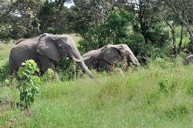 Day Tour To Amboseli National Park From Nairobi - Exploring Amboseli National Park